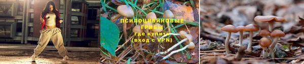 ГАЛЛЮЦИНОГЕННЫЕ ГРИБЫ Нягань